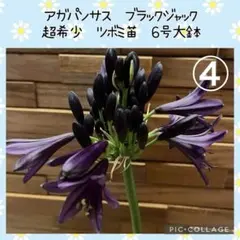 2026年最新】ブラックジャック号の人気アイテム - メルカリ