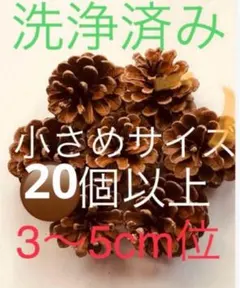 ❤️松ぼっくり❤️69 20個入り3〜5cm位ラスト1点