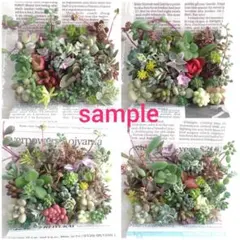 *多肉植物　カット苗詰め合わせ　25種類*
