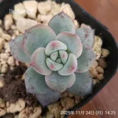 2026年最新】雪桃 多肉の人気アイテム - メルカリ