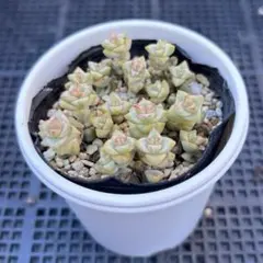 miu様 リクエスト 2点 まとめ商品