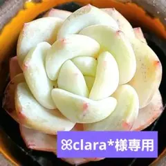 ꕤclara*様 リクエスト 4点 まとめ商品