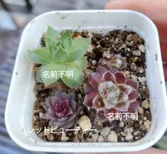 センペルビウムのセット