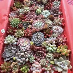 【213】多肉植物 カット苗 詰め合わせ 寄せ植えセット