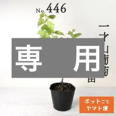 yui-papa 【ポットごとヤマト便446】一才山葡萄　実生苗 ポットごとヤマト便446】一才山葡萄 一才ヤマブドウ 実生苗 苗木