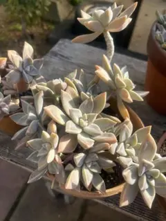 2025年最新】朧月 多肉植物の人気アイテム - メルカリ