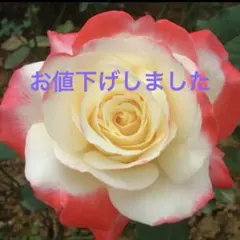 ミナコ様 リクエスト 2点 まとめ商品