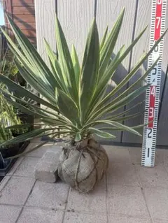 2026年最新】ユッカ 植物の人気アイテム - メルカリ