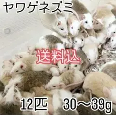 2025年最新】ヤワゲネズミの人気アイテム - メルカリ