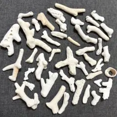 サンゴ 珊瑚 貝殻 セット 水槽 工作 アクアリウム 箸置き ハンドメイドパーツ