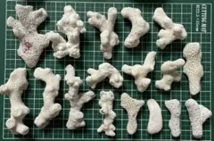 No.24 サンゴ 白化 デスロック ハンドメイド素材 工作