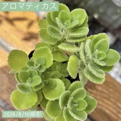 アロマティカス【30】根付き抜き苗のサムネイル