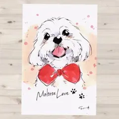 イラスト 原画 ポストカード 絵 【マルチーズ】349