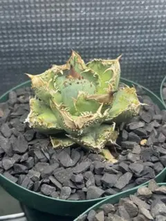 2026年最新】冰雹の人気アイテム - メルカリ