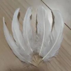 Item thumbnail for item 4283f717-ef91-4443-a650-422bf3c2ed5a