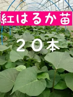 さいかち様 リクエスト 3点 まとめ商品