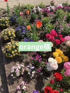orange様