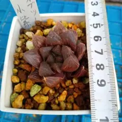 多肉植物ハオルチアオブツーサ(小紫)