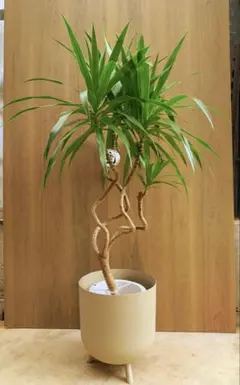 現品］【希少】25番 ドラセナ ナビー 龍 6号 観葉植物 大型 室内 レア