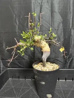 k*o様 OK04 コミフォラ ピュア カタフ ソマリア 現地株 下処理済み Commiphora kataf pure コミフォラ ピュアカタフ 発根済現地株 3