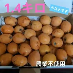 ビワ 1.4キロ　農業不使用のサムネイル