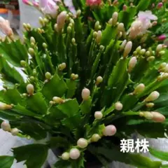 みえこ（mieko ）様 リクエスト 2点 まとめ商品