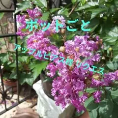 アップルピアス様 リクエスト 2点 まとめ商品