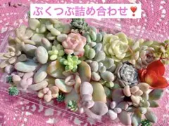 ④冬SALE❣️ぷくぷくつぶつぶセット❣️美人　多肉弁当　カット苗　寄せ植え