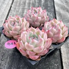 NEW❗️941多肉植物　エケベリア　ピンククリスタル　抜き苗　4苗セット❣️