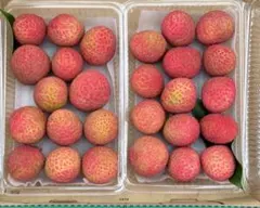 鹿児島県産生ライチ　品種　ホンフェイ　タイサン　mix 島津2パック クール便 国産 生ライチ 鹿児島県から 希少 採れたて配送 - メルカリ
