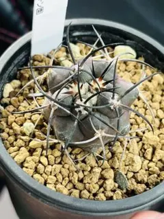 2026年最新】コピアポアの人気アイテム - メルカリ