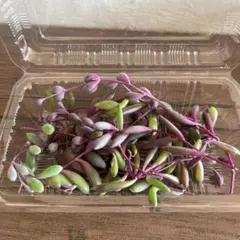 多肉植物 ルビーネックレス カット苗 梱包込み約75g - メルカリ