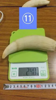 マッコウクジラの牙　七福神　玉峰作　ケース入り マッコウクジラの牙 七福神 玉峰作 ケース入り - メルカリ