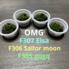 2025年最新】elsa ビカクシダの人気アイテム - メルカリ