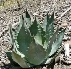 2025年最新】ワコマヒーの人気アイテム - メルカリ