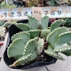 チタノプシス　種子４０種類　２０粒ずつセット チタノプシス 種子40種類 20粒ずつセット - メルカリ
