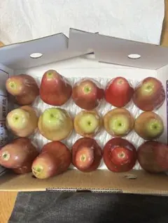 W15沖縄県産新鮮なワックスアップル(レンブ)食べ比べのサムネイル