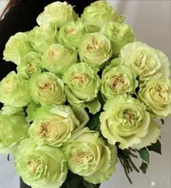セール！ラスト❣️激レア！超強香超強健！アンテック風のバラ苗　二年生株　切り花品種 バラ苗 青 レア強健強香 - メルカリ