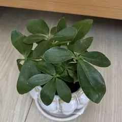 【❤️大人気観葉植物❤️】カポック　シェフレラ　実生苗　ポットで発送‼️