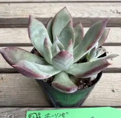 2025年最新】アテマハック 多肉の人気アイテム - メルカリ