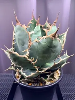 Agave 白犀牛 OC 子株 - メルカリ