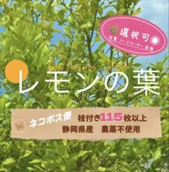 【他柑橘類の選択可◎】 115枚以上 静岡県産 無農薬レモンの葉 枝付き 匿名