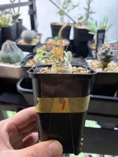 2026年最新】ナマクアナムの人気アイテム - メルカリ