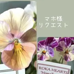 マホ様 リクエスト 2点 まとめ商品