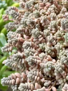 多肉植物 セダム 木立性ブレビフォリウム そよ風の天使 20カット