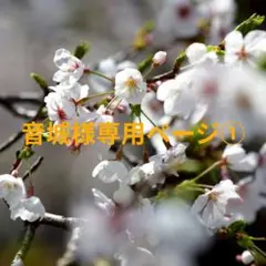 音城様 ロゼットオーダー専用ページ