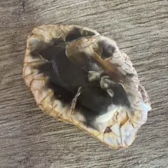 値下げ　レア高品質　ペトリファイドウッド　BIG スフィア　ブルーピンク　珪化木 2025年最新】ペトリファイドウッドの人気アイテム - メルカリ