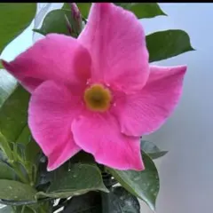 マンデビラ ピンク 拔き苗1株 つる性 夏の主役 若い苗