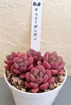 多肉 チェリーボンボン ぼのぼのさん苗 検) リンダリンダ メイプル
