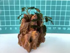 8番！紅藻付き！石灰藻が付着した石 海藻 石 岩 海 アクアリウム
